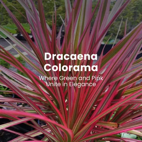 Vista 3 de American Plant Exchange Dracaena 'Colorama' - Maceta de 6 pulgadas - Planta de interior colorida viva con follaje a rayas rosas y verdes, planta
