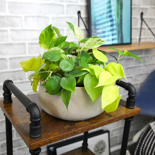 Vista 4 de Plants for Pets - Abundantes Pothos y Filodendro (paquete de 6), planta viva de Pothos para decoración, plantas de oficina, plantas reales, planta