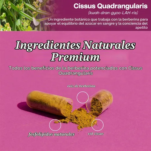 Vista 6 de Suplemento de berberina de primera calidad, composición corporal, 60 cápsulas - con Cissus Quadrangularis y fitosoma de berberina - Apoya