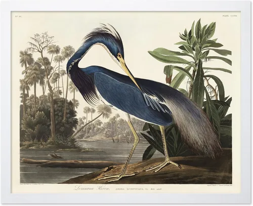 Vista 114 de Poster Master Póster vintage de James Audubon – Impresión retro de amargo americano – Arte de aves de América – Regalo para hombres, mujeres