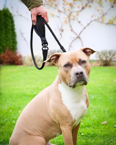 Vista 2 de Heydoggy Correa antideslizante para perro, resistente correa de entrenamiento de 4 pies/6 pies [360 giratorio antienredos ] nailon duradero sin Negro