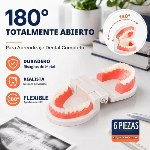 Vista 11 de ZENFUN Paquete de 6 modelos de dientes dentales, modelo de demostración dental para estudio, modelos de dientes estándar, modelo de boca