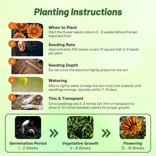 Vista 4 de Outsidepride Kiss Orange Frosty Flame Gazania Semillas para plantar – 25 piezas de semillas perennes, de bajo mantenimiento, tolerantes a la sequía
