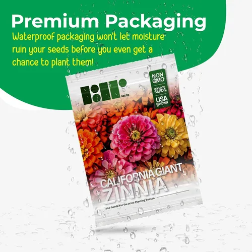 Vista 2 de 250 semillas de zinnia de California Giants para plantar, semillas de flores de primera calidad cultivadas en Estados Unidos sin OMG cultivadas