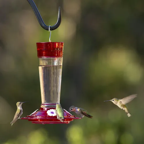 Vista 6 de More Birds Bird Health+ - Comedero para colibríes rubí, comedero de vidrio para colibríes para exteriores, 4 estaciones de alimentación, 10 onzas
