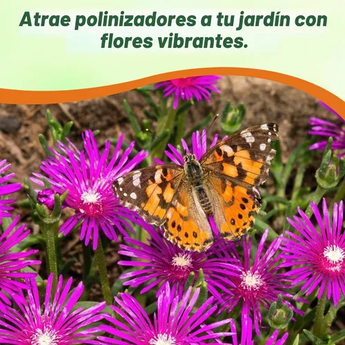 Vista 4 de Outsidepride 100 semillas perennes Delosperma Cooperi Ice Plant Table Mountain Ground Cover Seeds para plantar