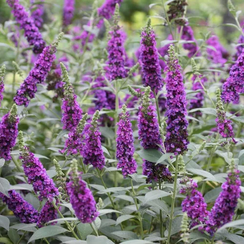 Vista 2 de Miss Violet Butterfly Bush - Maceta de 4" - Buddleia - Ganadores probados