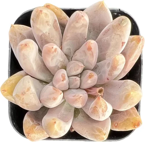 Vista 12 de Sprout N Green Echeveria 'Ball of Fat', planta suculenta viva rara totalmente enraizada en maceta de 2 pulgadas con tierra, oficina en casa
