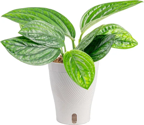 Vista 15 de Costa Farms – Planta de Pothos Albo Variegado viva en maceta auto-regante, purificadora de aire para interior, perfecta para decoración del hogar