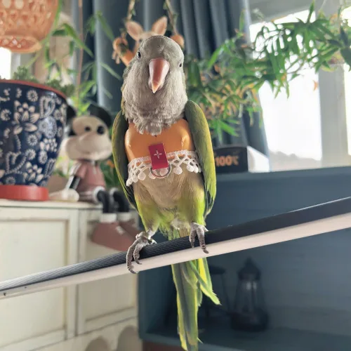 Vista 5 de Chaleco de arnés de vuelo de pájaro, traje de vuelo de loro con correa para periquitos, cacatúas, conures budgies, ropa de vuelo de pájaros