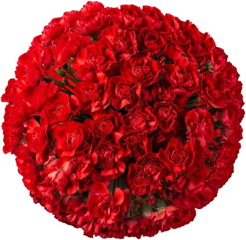 Vista 11 de GlobalRose 100 flores de clavel rosa – Claveles de flores frescas de origen responsable – Ramo fresco seleccionado a mano para graduación