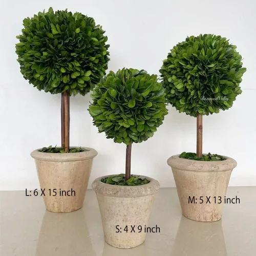 Vista 6 de Topiario de boj preservado natural en maceta de 9 pulgadas, impresionante vegetación y decoración de plantas, ideal para el hogar, oficina, bar