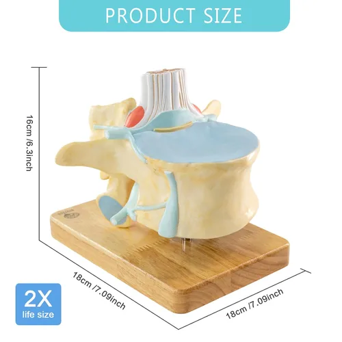 Vista 6 de EVOTECH SCIENTIFIC Modelo de vértebra lumbar humana agrandada con médula espinal y equina cauda – 2 veces 2 piezas modelo de columna vertebral