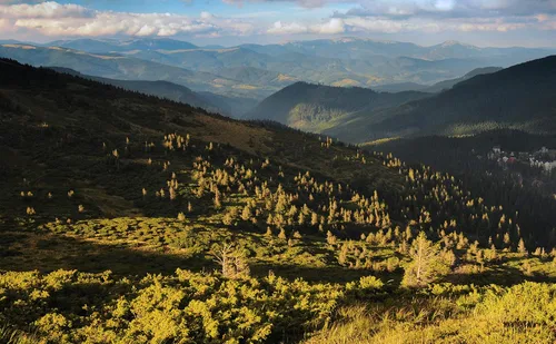 Vista 7 de Pino Mugo Plántula de árbol pequeño The Jonsteen Company