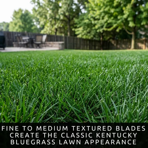 Vista 3 de CZ Grain Semilla de pasto de Kentucky Bluegrass de 1 libra para plantar, semillas de césped prémium para césped nuevo, siembra y reparación