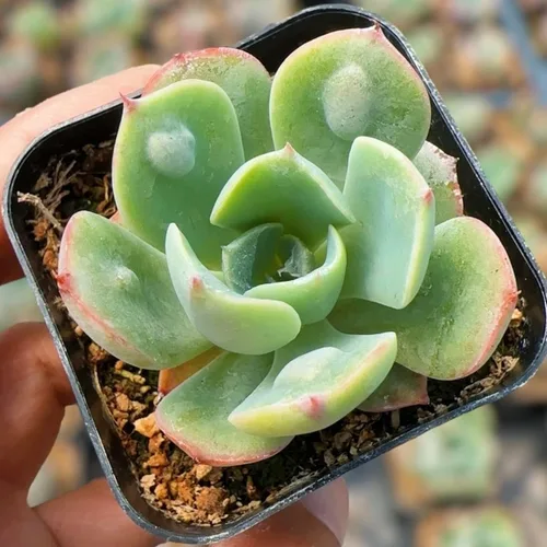 Vista 15 de Plantas suculentas de cactus vivos de USKC (2 "Pot Aloe Juvenna 'Tiger Tooth Aloe')