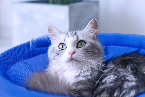 Vista 6 de MW Hamaca para gatos de pie independiente para gatos pequeños y grandes, lavable (azul)
