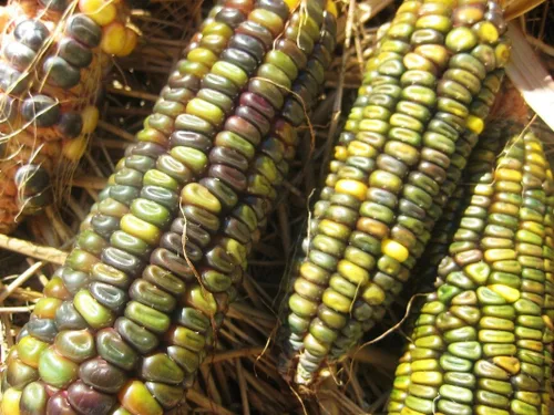 Vista 3 de TomorrowSeeds - Oaxacan Green Dent Ornamental Corn Seeds - 1/2 Pound ~ 1000+ Count - for 2026 Planting Green Blue Gold Crafting Maize Native