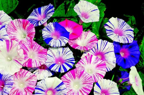 Vista 2 de Semillas Flores Morning Glory Carnival Mix - 25 Semillas