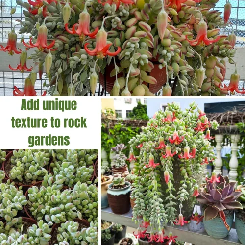 Vista 5 de Cotyledon Pendens - Planta viva suculenta en maceta, planta de casa rara para decoración del hogar y la oficina, cultivo en interiores y exteriores