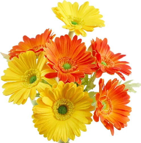 Vista 12 de FiveSeasonStuff Real Touch Gerbera Daisy - Arreglo de flores artificiales y ramo de boda (7 tallos florales, rojo baya)