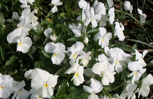 Vista 2 de Viola Cornuta Semillas – Perfección Blanca – Ideal en cesta colgante y cama de jardín (100 semillas)