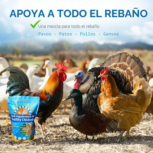 Vista 7 de Buff Clucks Suplemento de Hierbas para Pollos de Traspatio - Golosinas Naturales para Pollos, Mezcla Botánica de Alimento para Aves de Corral