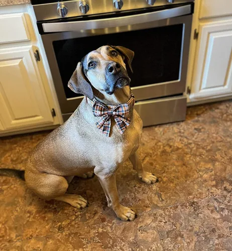 Vista 103 de Lionet Paws Collar de perro de Halloween con corbatín, bonito collar de algodón ajustable con hebilla de metal para perros pequeños, medianos y A