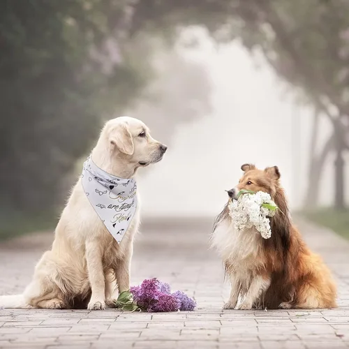 Vista 6 de Frienda 4 unidades My Humans are Getting Married Dog Bandana She Said Yes para fotos de compromiso de boda, traje de boda para perro, regalo