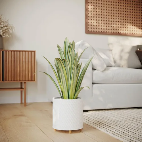 Vista 9 de EverNest Claire Modern Maceta de interior con soporte de madera, patrón blanco, 8 pulgadas, SelectBase, estilo moderno neutro de mediados de siglo