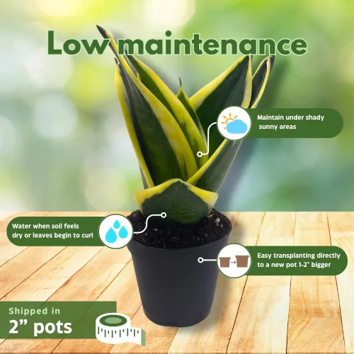 Vista 4 de BubbleBlooms Sansevieria Trifasciata Surtido de 3 plantas de serpiente enanas diferentes en forma de roseta en macetas de 2 pulgadas