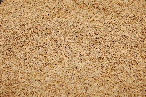 Vista 2 de Semilla de festuca roja rastrera (3 libras) – ¡Elige el tamaño! Cultivado en Willamette Valley Oregon, sin rellenos, sin malas hierbas u otras