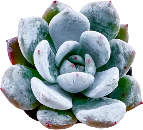 Vista 21 de Sprout N Green Echeveria 'Ball of Fat', planta suculenta viva rara totalmente enraizada en maceta de 2 pulgadas con tierra, oficina en casa