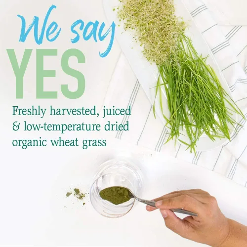 Vista 8 de Garden of Life Raw 100% orgánico Perfect Food Jugo de hierba de trigo de Estados Unidos – Superalimento en polvo verde, 60 porciones – sin stevia