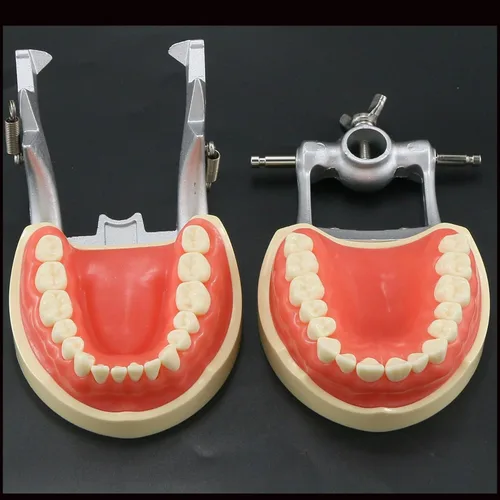 Vista 6 de Typodont - Poste de montaje para dientes modelo ajustable de 360 grados en el escritorio, compatible con Kilgore Nissin Columbia Dentoform Frasaco