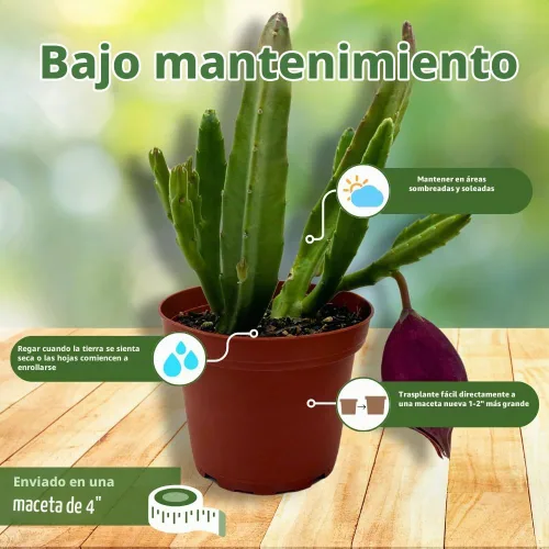 Vista 5 de BubbleBlooms Stapelia leendertziae Black Bell Huernia en un bote de 4 pulgadas Flor de carroñero Copa Granate Estrellas de mar