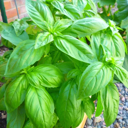 Vista 2 de 4 plantas de albahaca, plantas de albahaca dulce vivas para interiores, plantas de hierbas vivas, de 4 a 6 pulgadas