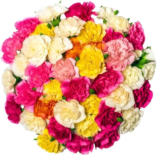 Vista 4 de GlobalRose 100 flores de clavel surtidas – Claveles de flores frescas de origen responsable – Ramo fresco seleccionado a mano para graduación