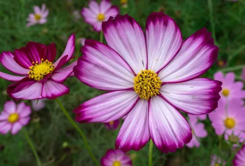 Vista 4 de Semillas Cosmos Pikoti Mix (Mexican Aster) Flores anuales para plantar sin OMG