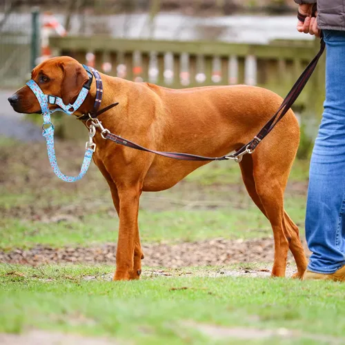 Vista 6 de Collar de cabeza de perro, cuello impreso sin tirones, ajustable para cabeza de perro, correa suave con enlace de seguridad, correa de bozal de 3