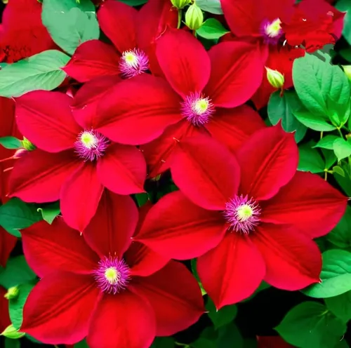 Vista 3 de 100 semillas de clemátide - rojo - audaz y hermosa vid floreciente perenne