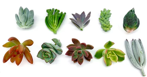 Vista 4 de 7 esquejes de suculentas vivas, sin raíces en las plantas, plantas suculentas vivas, ideal para terrarios, mini plantas iniciales de jardín por The