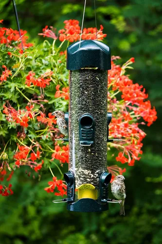 Vista 3 de Brome Mega 600 comedero para pájaros – Alimentador de tubo de gran capacidad para aves silvestres, 6 puertos de alimentación, capacidad de semillas