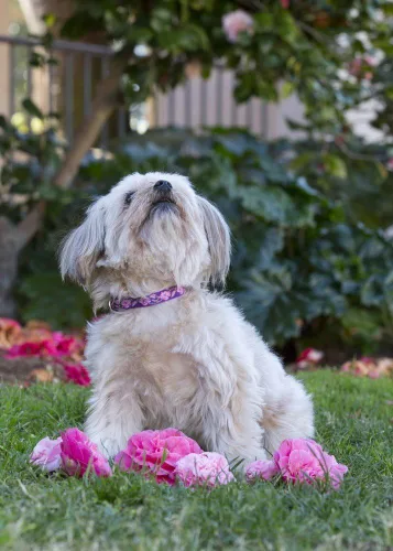 Vista 3 de LupinePet Originals - Collar ajustable para perros pequeños de 1/2" Rose Garden 8-12