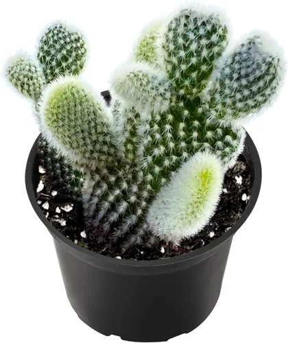 Vista 6 de Plantas de interior vivas suculentas "Bead Vine", tamaño aproximado de 2 pulgadas, suculentas en maceta, completamente enraizadas, de fácil cuidado