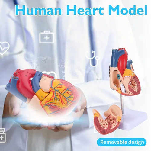 Vista 2 de Modelo de torso de anatomía humana – Juegos de 3 modelos de corazón, torso y esqueleto humano, herramientas educativas para estudiantes