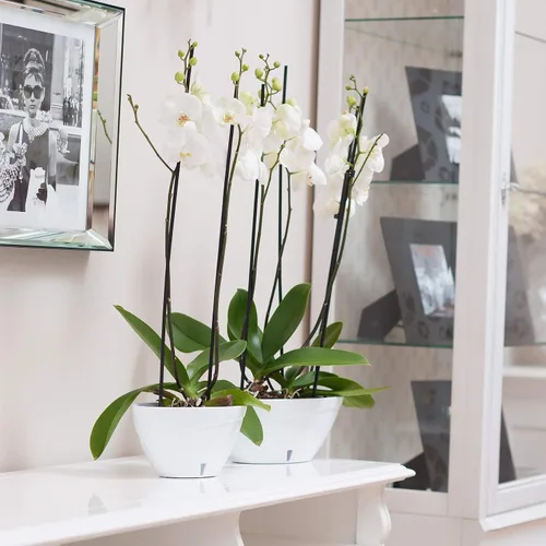 Vista 3 de DECOPOTS Maceta de forma ovalada para plantas, maceta de jade con riego automático, maceta de interior, macetas de plástico con drenaje para todas
