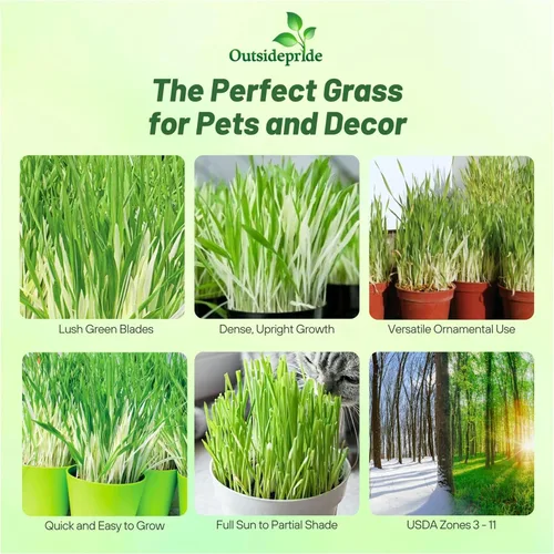 Vista 2 de Outsidepride - 500 semillas de la hierba ornamental cebada (Hordeum vulgare Variegate [Cat Grass] para sembrar