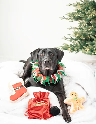 Vista 3 de Midlee Juguete de peluche navideño para perros (hombre de jengibre, grande)
