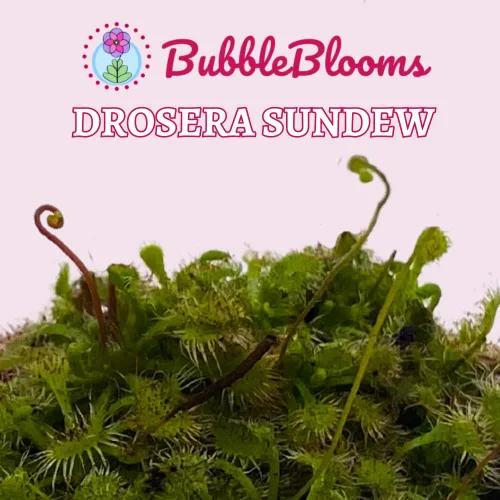 Vista 2 de BubbleBlooms Drosera, Sundews, Planta carnívora rara, en 2 pulgadas Pot Capensis Cape